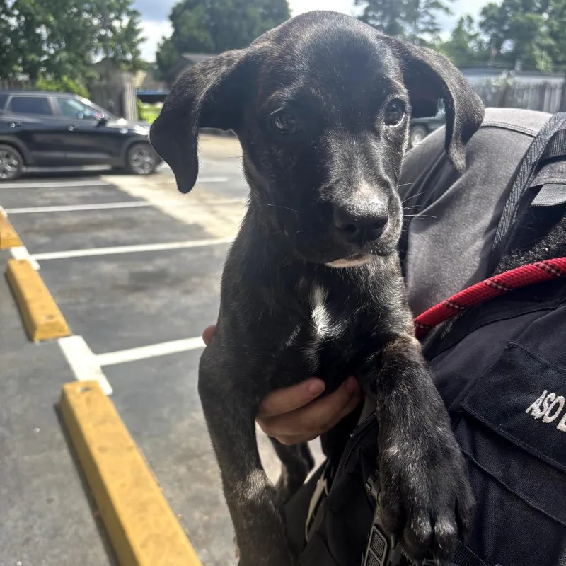 A baby small-sized female Black Mixed Breed dog named Ownermatchreviewvicorydrive for adoption in Columbus, GA