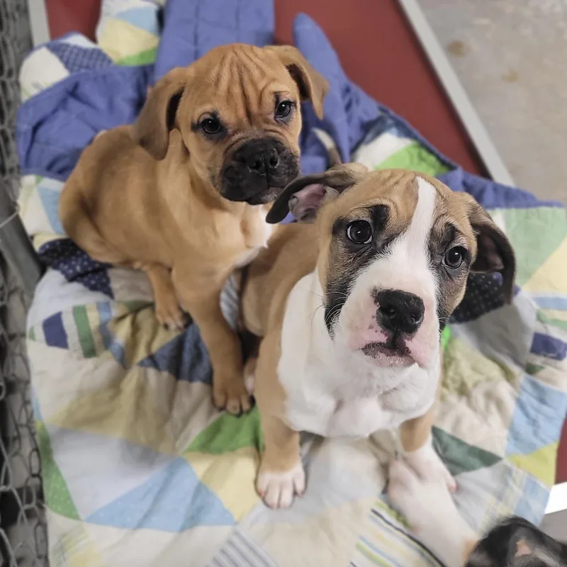 A young medium-sized female Boxer dog named Krue for adoption in East Smithfield , PA