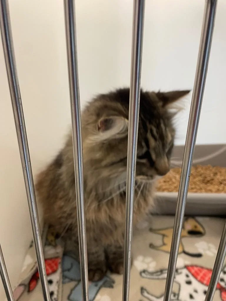 An adult large-sized male Domestic Long Hair cat named Spencer for adoption in Columbia, TN