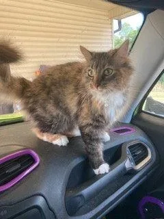 An adult medium-sized female Domestic Long Hair cat named Meryl for adoption in Herndon, VA