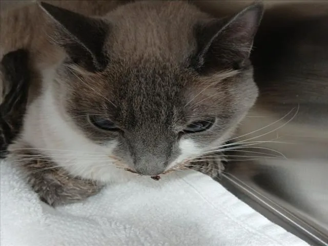 An adult small-sized female Siamese cat named Nezuko for adoption in Derwood, MD