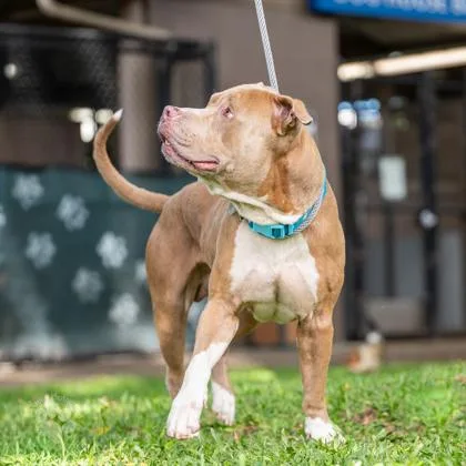 An adult medium-sized male Pit Bull Terrier dog named Poi for adoption in Honolulu, HI