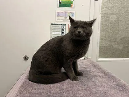 An adult medium-sized male Gray / Blue / Silver Domestic Short Hair cat named Smokey for adoption in Kansas City, MO