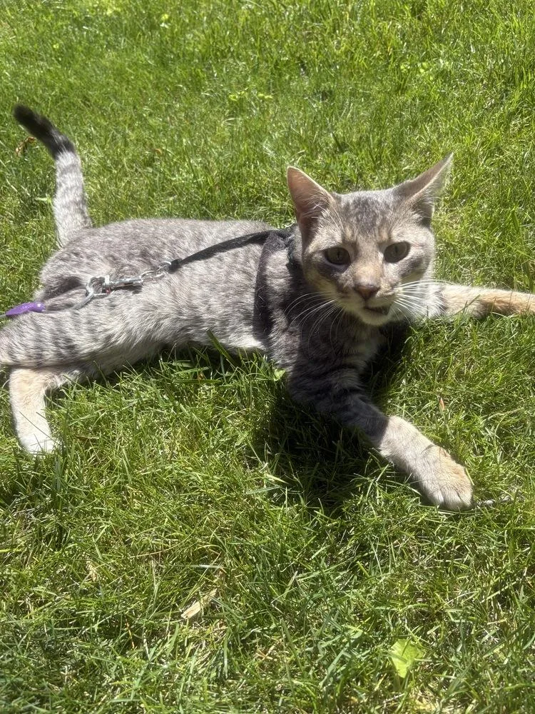 A young small-sized male Brown / Chocolate Domestic Short Hair cat named Chance for adoption in Chicago, IL