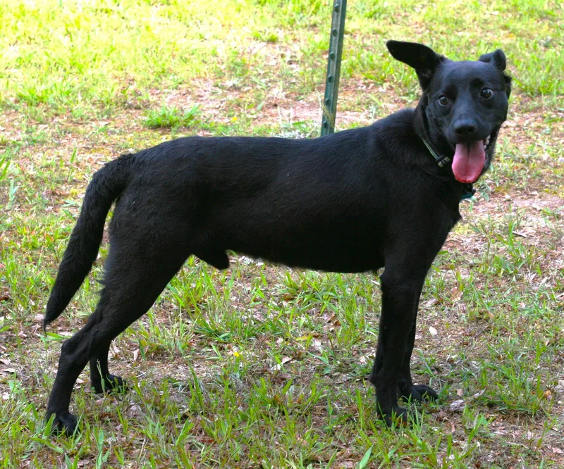 An adult medium-sized male Australian Kelpie dog named Onyx for adoption in Attalla, AL