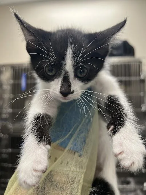 A baby small-sized female Domestic Short Hair cat named Bely for adoption in Las Vegas, NV