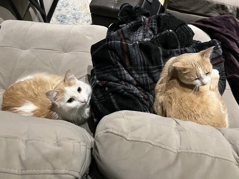 Zoe Morleysteve thumbnail 2