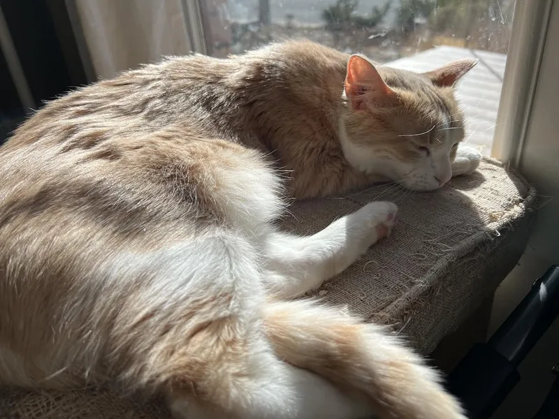 Zoe Morleysteve thumbnail 4