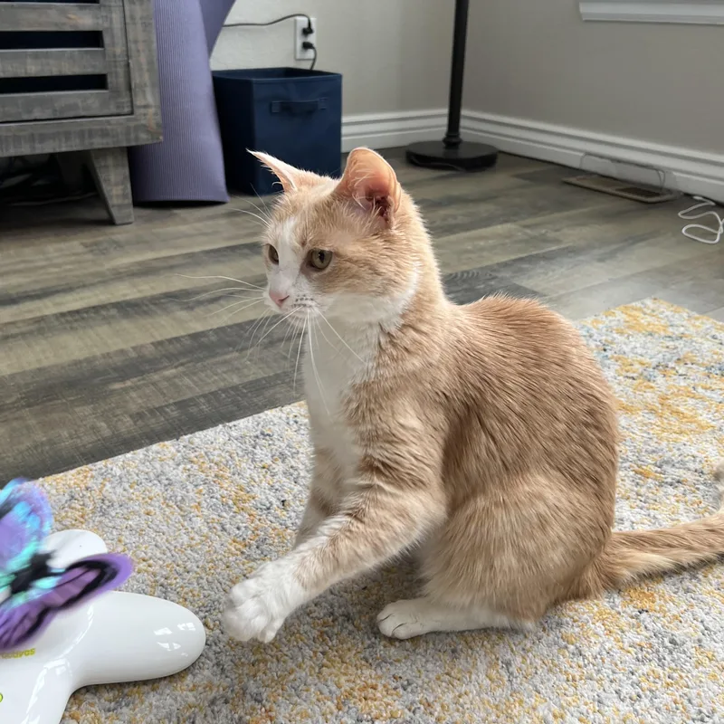 Zoe Morleysteve thumbnail 5