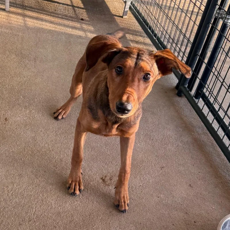 A young medium-sized female Mixed Breed dog named BRAZStray for adoption in Lake Jackson, TX