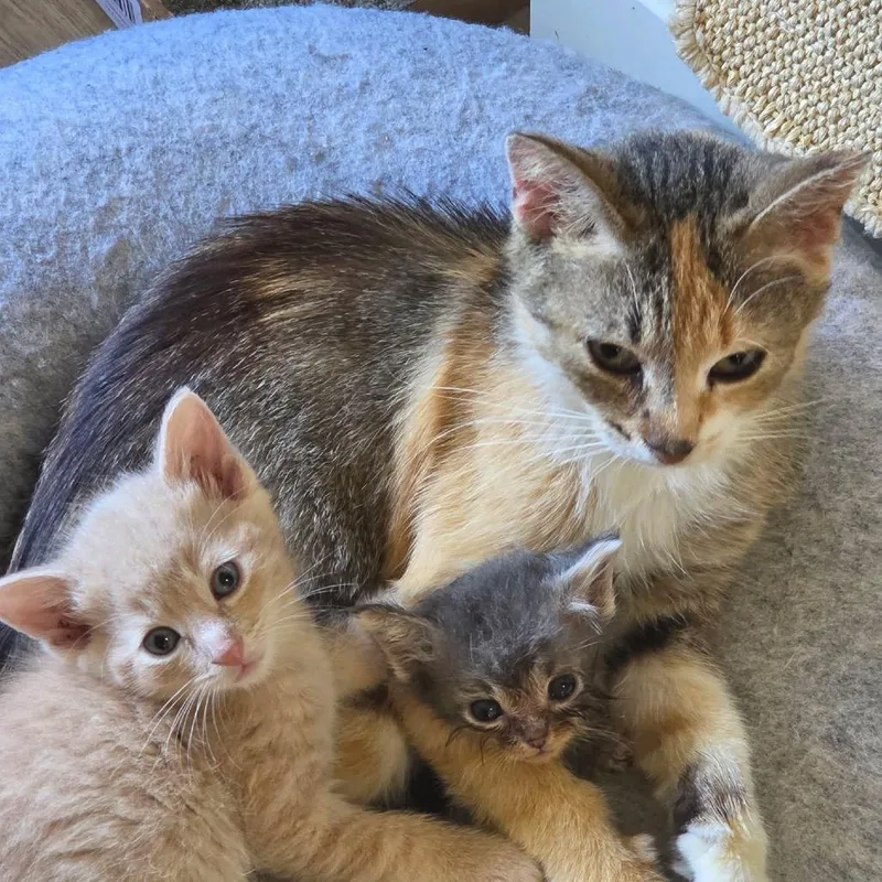 A young medium-sized female Calico Domestic Short Hair cat named Sandwich for adoption in Grand Rapids, MI