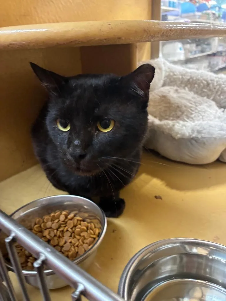 An adult medium-sized male Domestic Short Hair cat named Samson for adoption in Richland Hills, TX