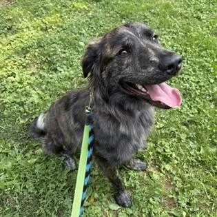 A young medium-sized male Brindle Labrador Retriever dog named Vincenzo for adoption in Phoenixville, PA