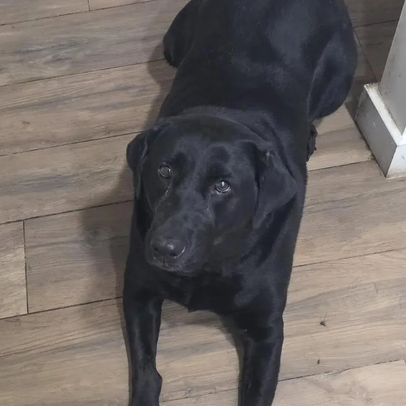 A senior extra large-sized female Black Labrador Retriever dog named Sasha for adoption in West Palm Beach, FL