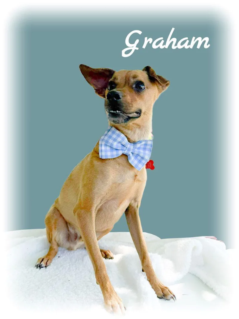 An adult small-sized male Brown / Chocolate Chihuahua dog named Graham for adoption in Tulsa, OK