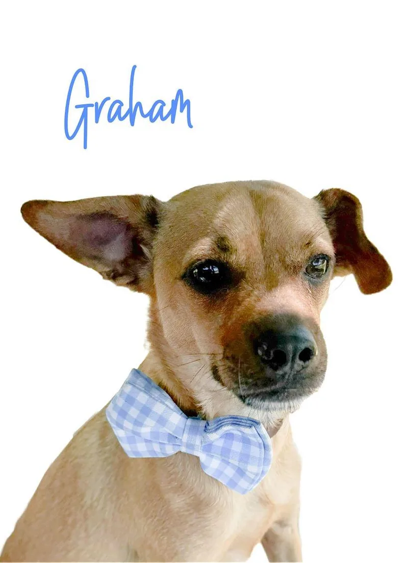 Graham thumbnail 2