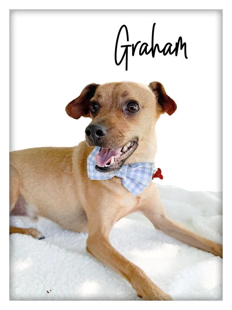 Graham thumbnail 3