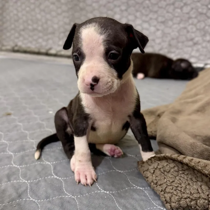 A baby medium-sized female Black Pit Bull Terrier dog named Velvet for adoption in Durham, NC