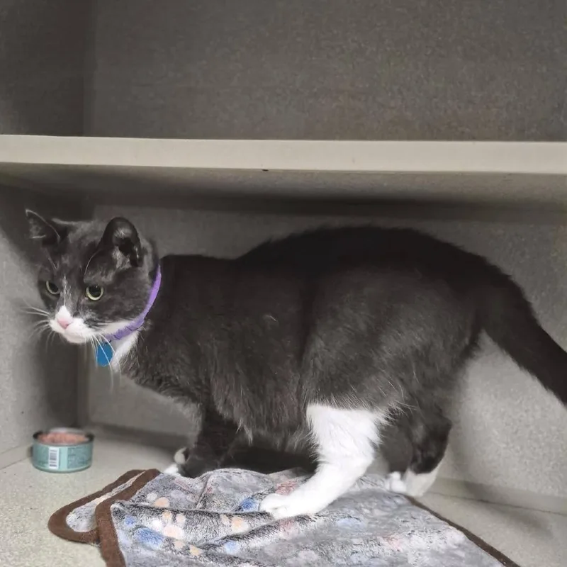 An adult large-sized female Gray / Blue / Silver Domestic Short Hair cat named Kaya for adoption in Austin, TX