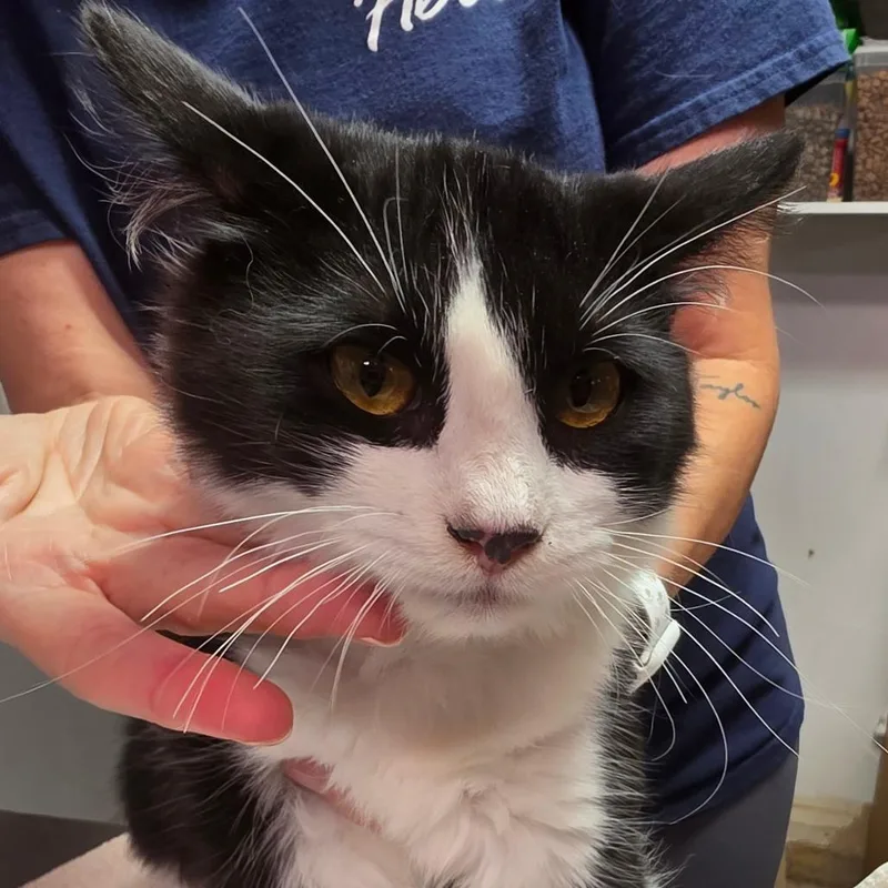 A baby medium-sized male Domestic Medium Hair cat named Campbell for adoption in Leander, TX