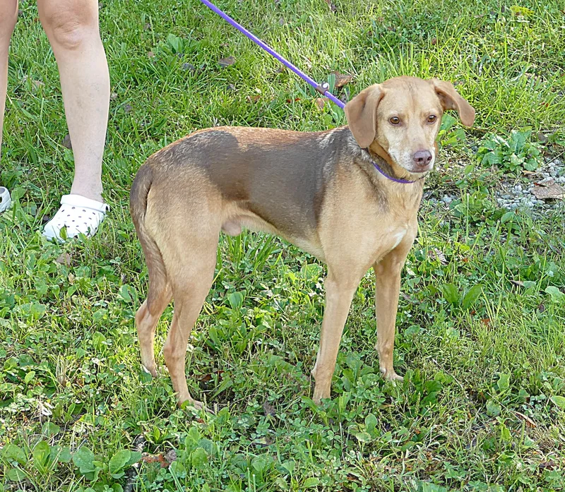 An adult medium-sized male Brown / Chocolate Beagle dog named Frank for adoption in Beechbottom, WV
