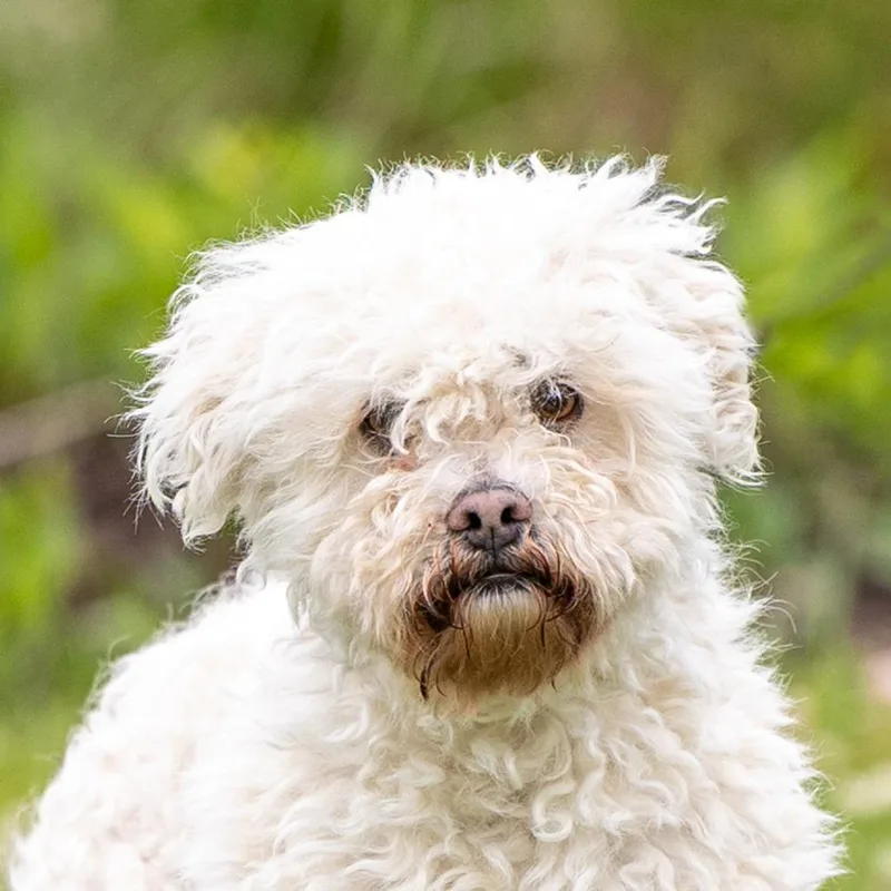 A senior small-sized male White / Cream Maltese dog named Simba for adoption in Council Bluffs, IA