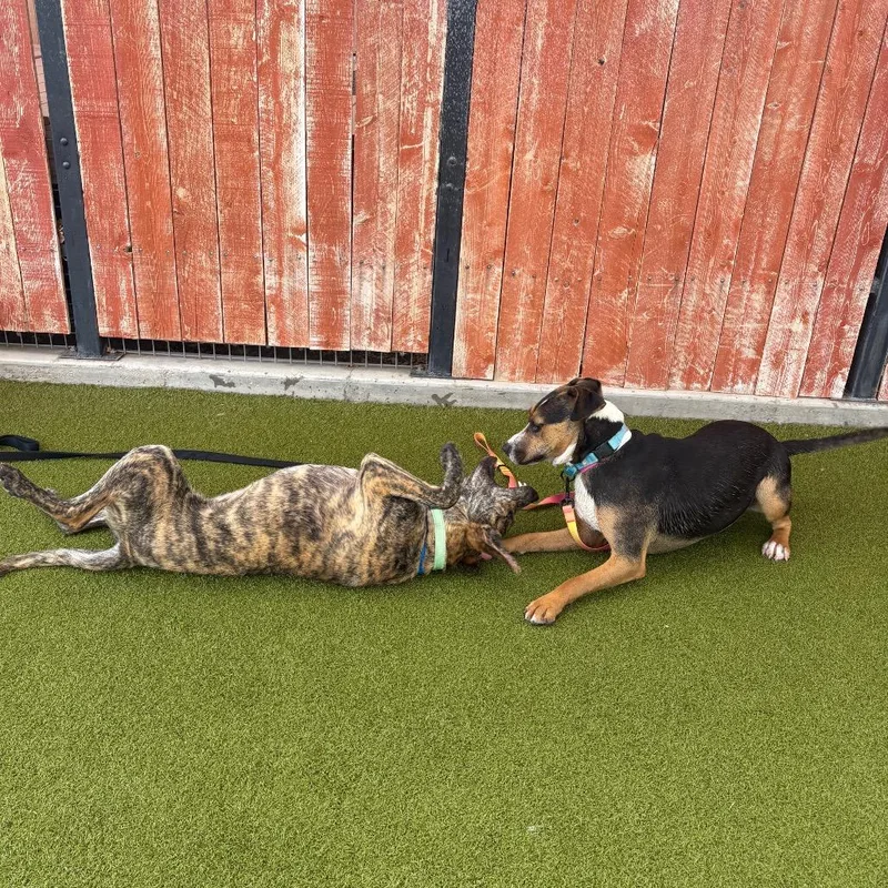 A young large-sized female Black Cattle Dog dog named Andromeda for adoption in Albuquerque, NM