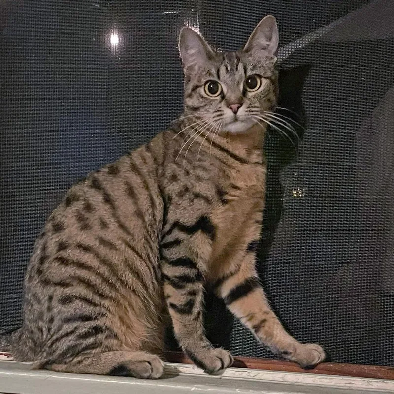 A young small-sized female Brown / Chocolate Domestic Short Hair cat named Patacia for adoption in Los Angeles, CA