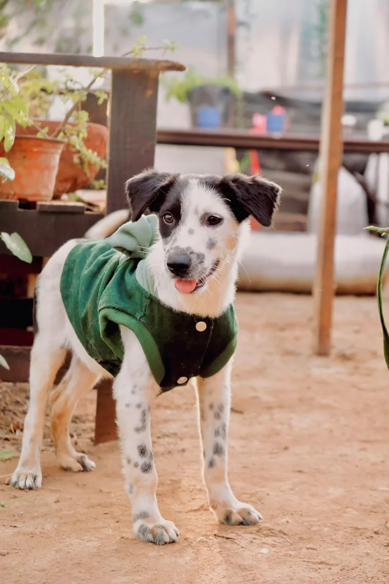 A baby small-sized male Australian Shepherd dog named Julian for adoption in San Diego, CA