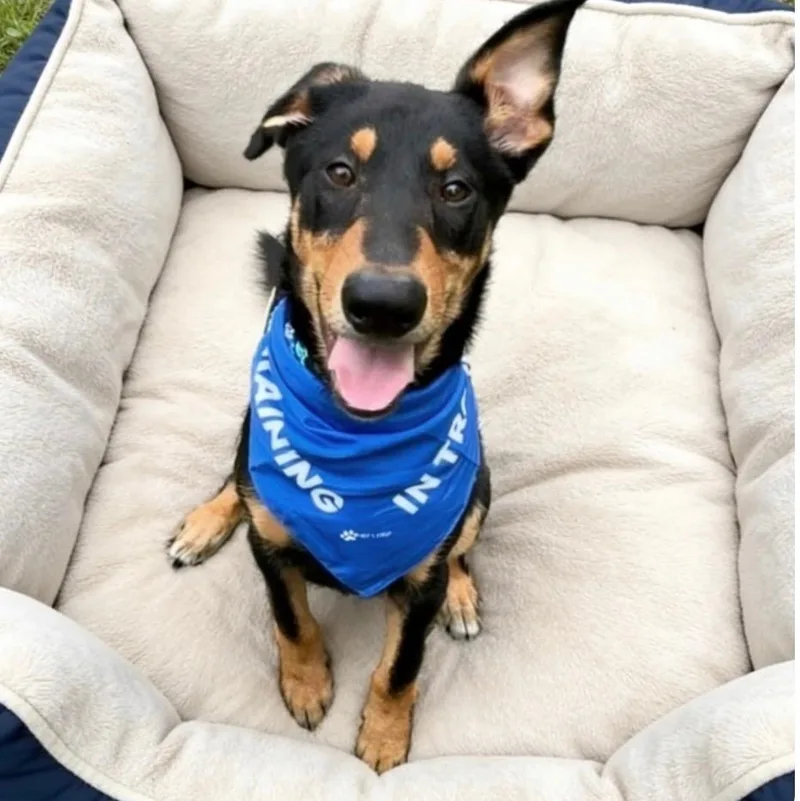 A baby medium-sized male Labrador Retriever dog named Peter for adoption in Houston, TX