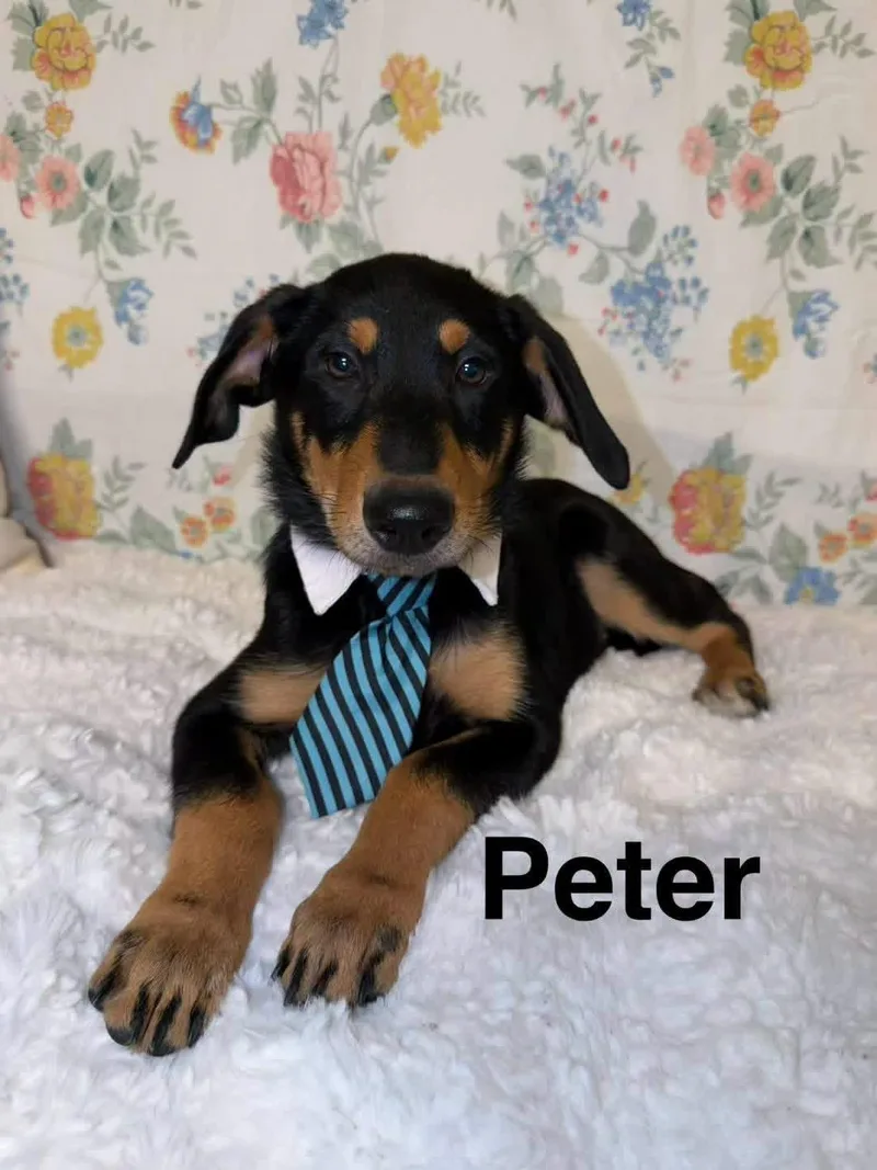 Peter thumbnail 3
