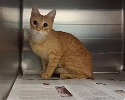 A young medium-sized female Domestic Short Hair cat named Willow for adoption in Downey, CA