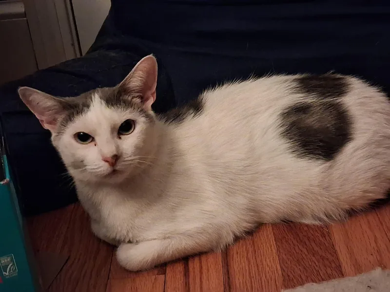 A young large-sized female Domestic Short Hair cat named Candy for adoption in Canton, CT