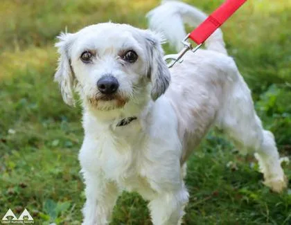 An adult small-sized male Maltese dog named Wall E for adoption in Lowell, MA