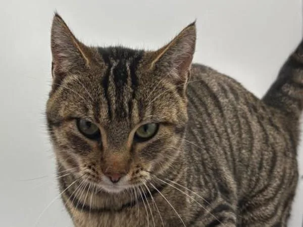 A young medium-sized male Domestic Short Hair cat named Billy for adoption in Portland, OR
