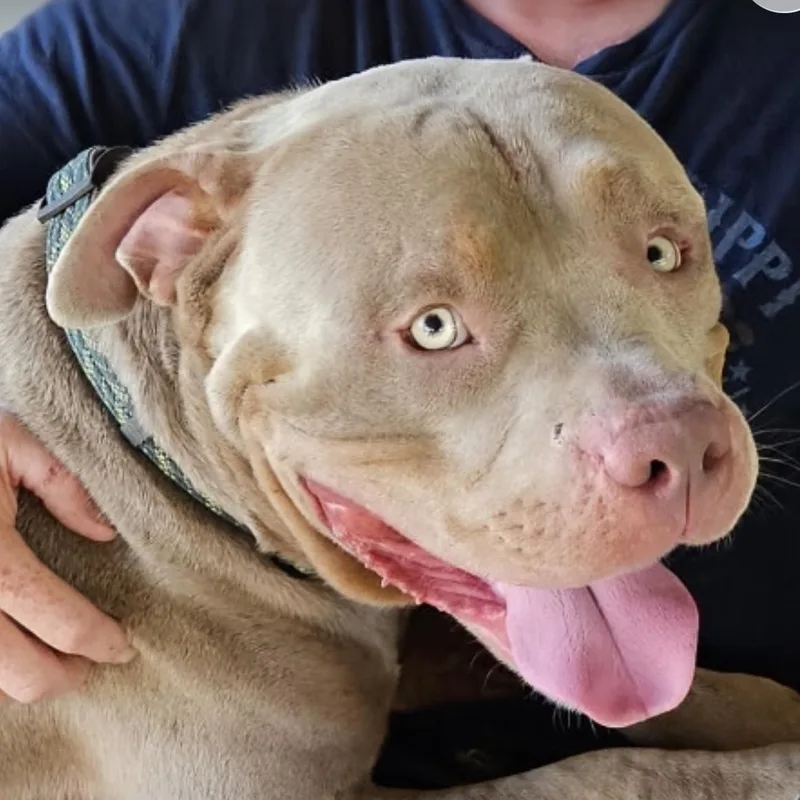 Hulk aka Big Boy