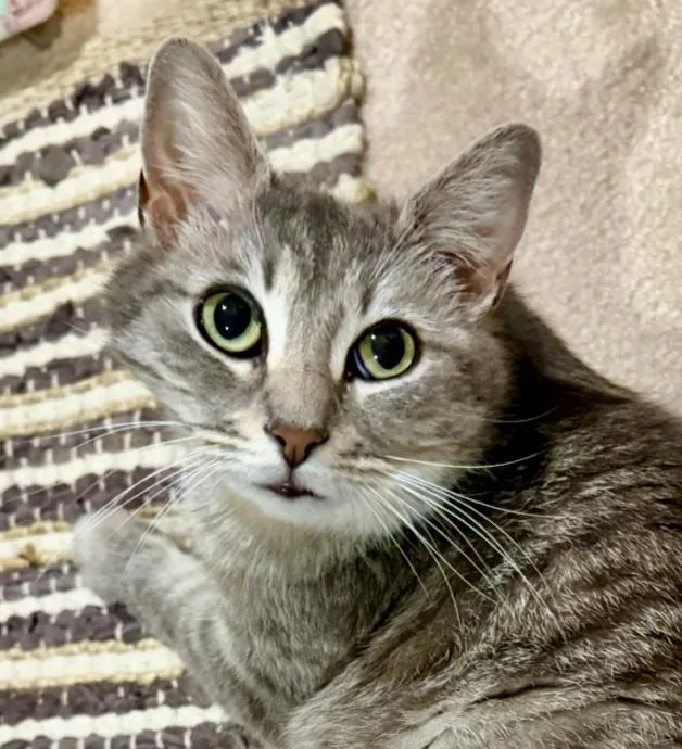 An adult medium-sized female Domestic Short Hair cat named Willow for adoption in Herndon, VA