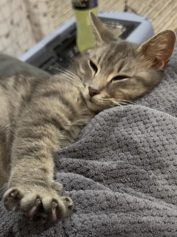 Willow thumbnail 2