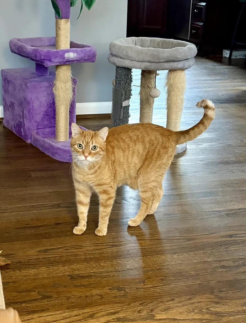 A senior medium-sized male Tabby (Orange / Red) Domestic Short Hair cat named Monster for adoption in Royal Oak, MI
