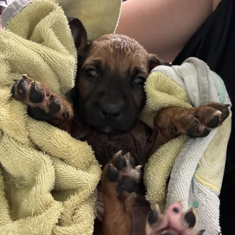 A baby medium-sized male Brown / Chocolate Boerboel dog named 73 for adoption in Springboro, OH