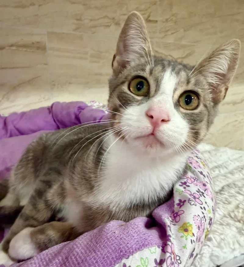 A baby medium-sized male Gray & White Domestic Short Hair cat named Sterling for adoption in Manhasset, NY