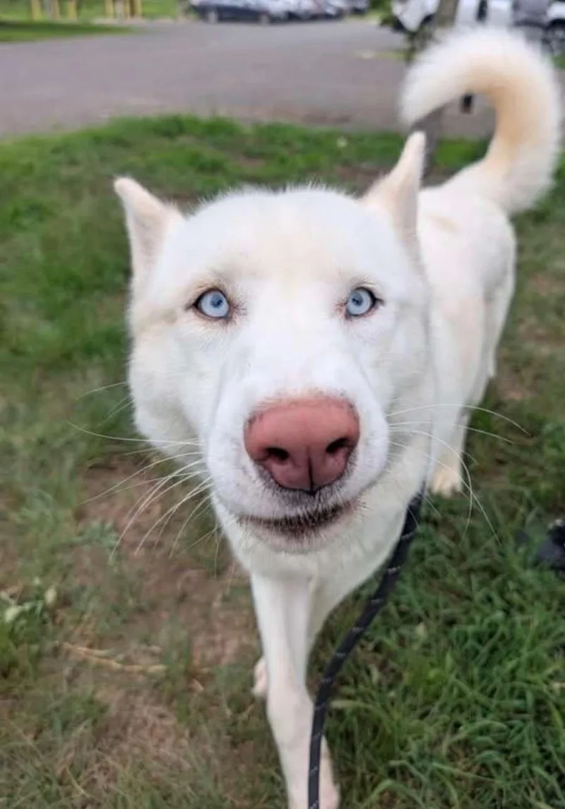 A young large-sized male Siberian Husky dog named Jett for adoption in Chesapeake Beach, MD