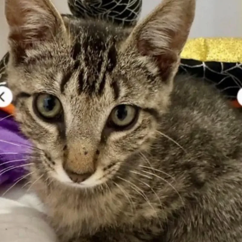 A baby small-sized male Brown / Chocolate Domestic Short Hair cat named Leo for adoption in Folsom, LA
