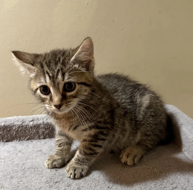 A baby medium-sized male Tabby (Brown / Chocolate) Domestic Short Hair cat named Bruno for adoption in East Hanover, NJ