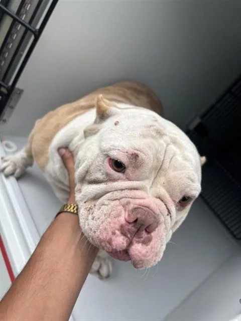 An adult medium-sized female American Bulldog dog named Dumpling for adoption in Houston, TX