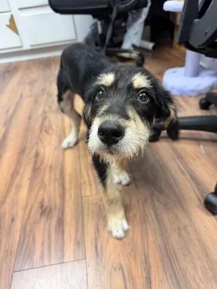 An adult medium-sized male Schnauzer dog named Utah for adoption in Lawrenceville, GA