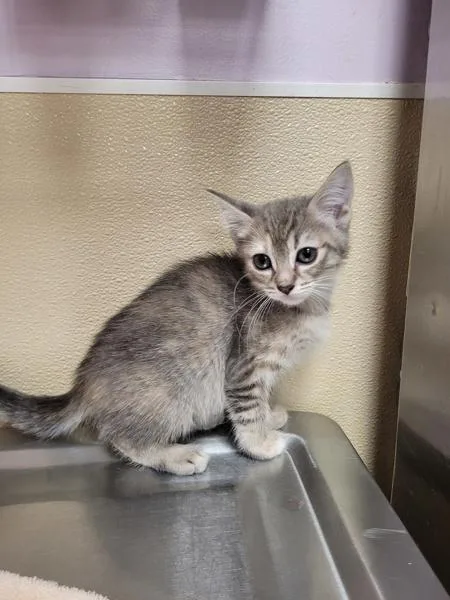 A baby small-sized female Domestic Short Hair cat named Juneberry for adoption in Vancouver, WA