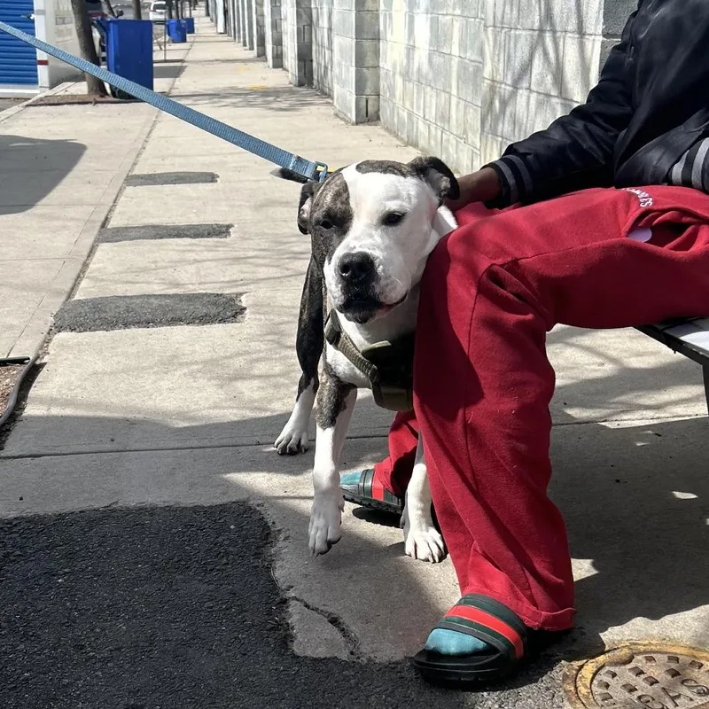 An adult large-sized male White / Cream Pit Bull Terrier dog named Reggie for adoption in Weimar, CA
