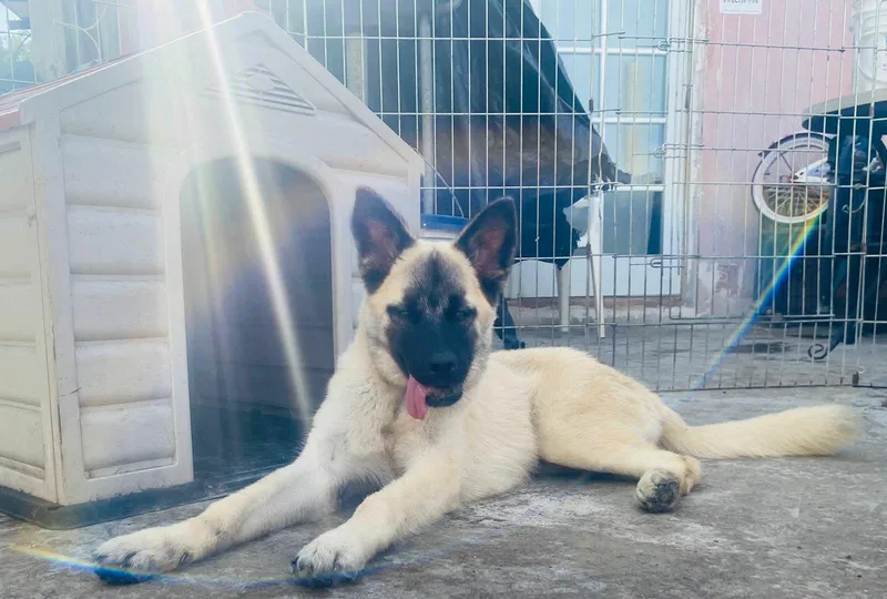 Winston