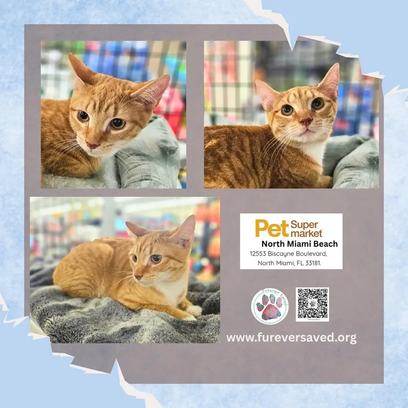 A baby small-sized male Orange & White Domestic Short Hair cat named Timmy for adoption in Miami, FL